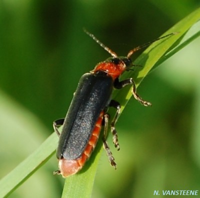 Cantharis fusca